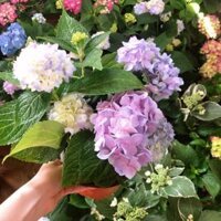 Cẩm tú cầu sẵn hoa