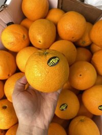 Cam vàng Ai cập mọng thơm.