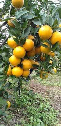 Cam xã đoài lòng vàng chuẩn cam Quỳ Hợp Nghệ An