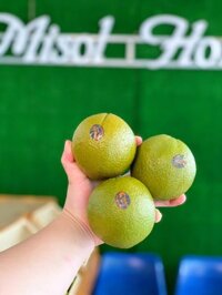 Cam Xanh Dolci Navel - Cam Socola Úc