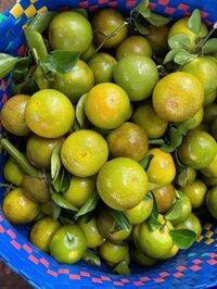 Cam xoàn Đak Lak