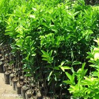 Cam Xoàn miền Bắc