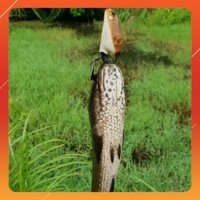 Cần câu cá ❤️FREE SHIP❤️ Mồi Giả Nhái Hơi Frog Toon V1 V2 V3 V4 Chuyên câu lure cá lóc siêu nhạy - docauduli  <Giảm giá