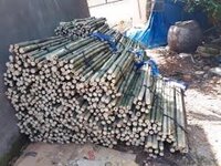 Cán Cuốc Tầm Vông
