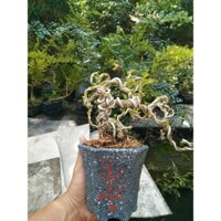 cần thăng bonsai để bàn