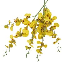 Cành hoa lan vũ nữ vàng