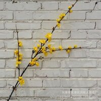 Cành hoa mận dài