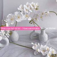 Cành Lan Hồ Điệp 9 Bông 3D Dài 100cm - Hoa Cao Su - Hoa Lụa Cao Cấp Mơ Bơ