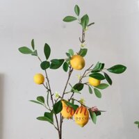 CÀNH QUẢ CHANH VÀNG LỚN