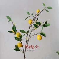 CÀNH QUẢ CHANH VÀNG NHỎ