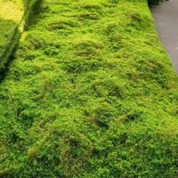 Cảnh Quan Rêu Thực Vật Mô Phỏng Cỏ Rêu Cỏ Mô Phỏng Thực Vật Mô Phỏng Cảnh Tường Rừng Mưa Cỏ Rêu