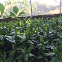 Cành tài lộc để ban thần tài , bàn thờ Tổ Tiên