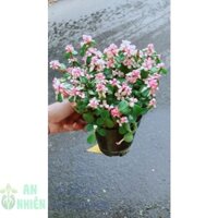 Cành Vàng Lá Ngọc