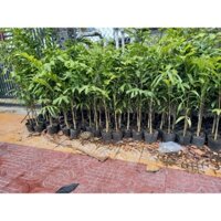 cao đuôi chồn phong thủy