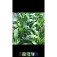 Cao lương ngọt BMR