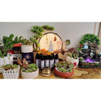 Cao Thảo Dược Nhà Mộc Mây hết ngay rụng tóc