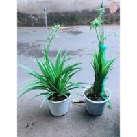 Cặp Cây Dây Nhện