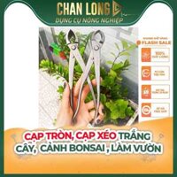 Cạp Tròn, Cạp Xéo Trắng Cây Cảnh Bonsai Làm Vườn | CHANLONG