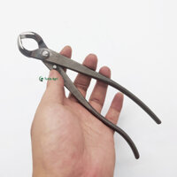 Cạp tròn cây cảnh cạp tròn bonsai 21cm