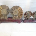 Cặp vỏ ốc hóa thạch K086-4117