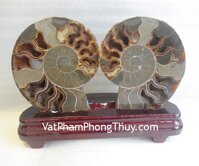 Cặp vỏ ốc hóa thạch K086-4117