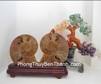 Cặp vỏ ốc hóa thạch K086