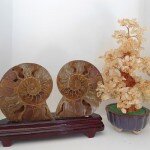 Cặp vỏ ốc hóa thạch K086