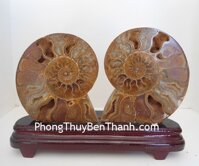 Cặp vỏ ốc hóa thạch K086