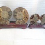 Cặp vỏ ốc hóa thạch K086-12058