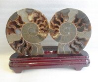 Cặp vỏ ốc hóa thạch FK086-4776