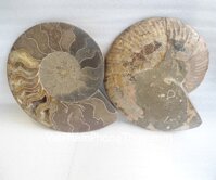 Cặp vỏ ốc hóa thạch K086-12058