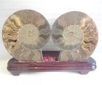 Cặp vỏ ốc hóa thạch K086-12058