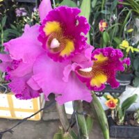 Cât hàng tem chuẩn hoa đang ra như hình