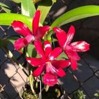 Cát lan hoa chùm màu đỏ đậm cánh sáp hoa thơm