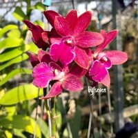 Cát lan hoa chùm màu đỏ đô thơm phức
