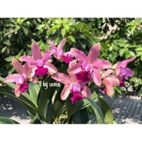 Cát lan hoa xổ đốm (mặt hoa tuyển)