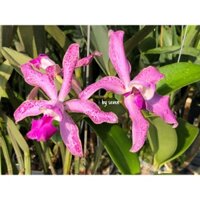 Cát lan lai hoa đốm hoa chùm thơm