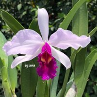 Cát lan lai lưỡi tím đỏ hoa thơm