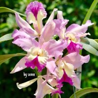 Cát lan xưa hoa chùm hoa to thơm
