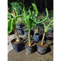 Cât ngải tổ, ngải ấn, ngải quấn khách (Thái)