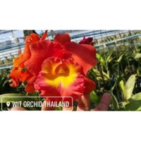 Cattleya Siam red Star