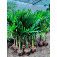 Cau lùn tứ quý (cây choai ) ra quả quanh năm ( đã bật hoả tốc )