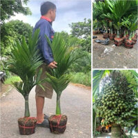 CAU LÙN TỨ QUÝ , CÂY CHOAI TO ảnh thật