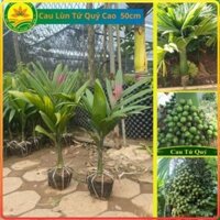 CAU LÙN TỨ QUÝ Loại cây to 3 năm tuổi, cao 45 - 50cm [sp39]