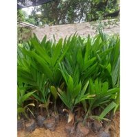 CAU LÙN TỨ QUÝ SIÊU QUẢ (chuẩn giống )