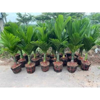 Cau Lùn Tứ Quý(Quả Quanh Năm),ảnh thật 100%,quả to sai bện,mang lại năng suốt cao,dễ chăm sóc,bảo hành 6 tháng