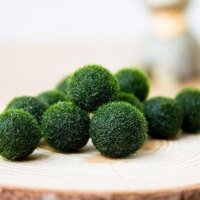 CẦU TẢO MARIMO 2,5CM - 1 Con/ gói
