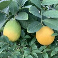 Cây 🌲 🍋 Chanh Mỹ.... vàng