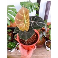 Cây Alocasia Black Velvet