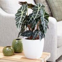 Cây Alocasia Polly Môn quan âm